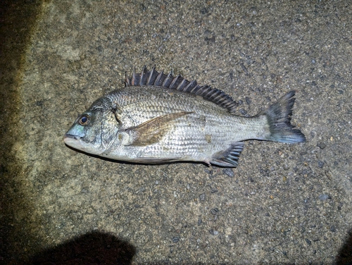 碧南海釣り公園