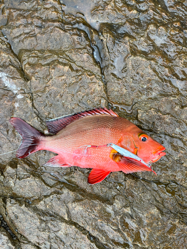 ヒメフエダイの釣果