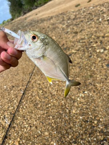 ギンガメアジの釣果