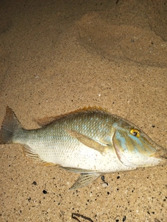 タマンの釣果