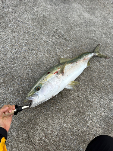 ブリの釣果