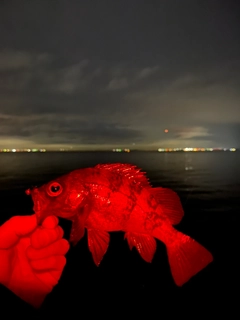 クロメバルの釣果