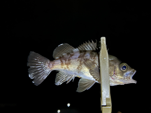 メバルの釣果