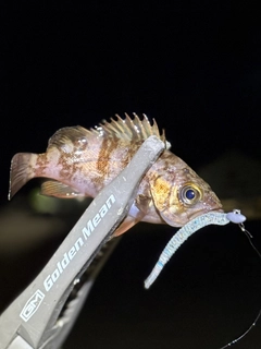 メバルの釣果