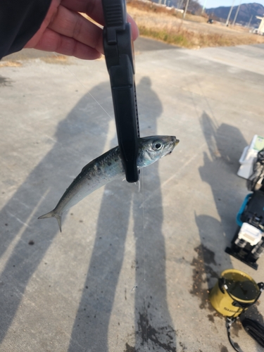 マサバの釣果