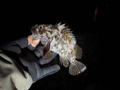 オウゴンムラソイの釣果