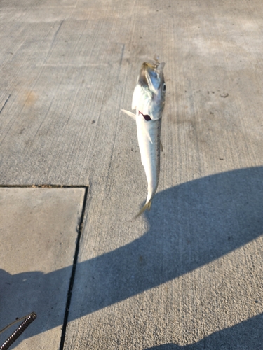 マサバの釣果