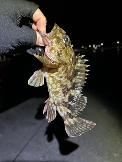 カサゴの釣果