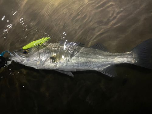 シーバスの釣果