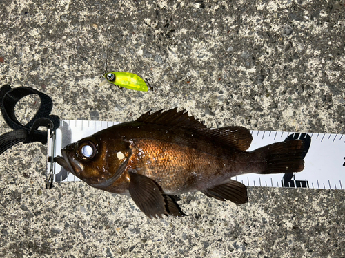 メバルの釣果