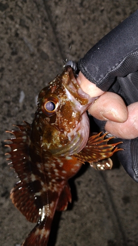 カサゴの釣果