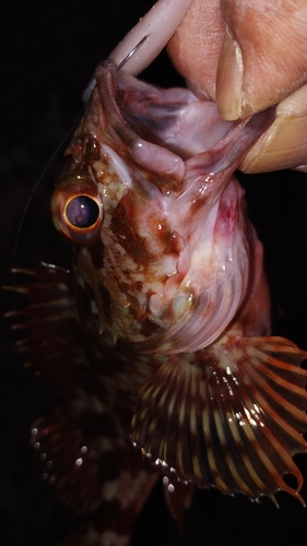 カサゴの釣果