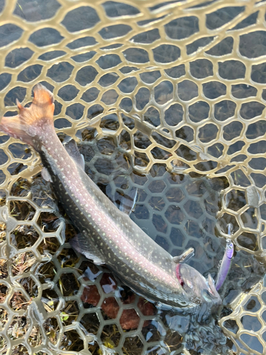 イワナの釣果