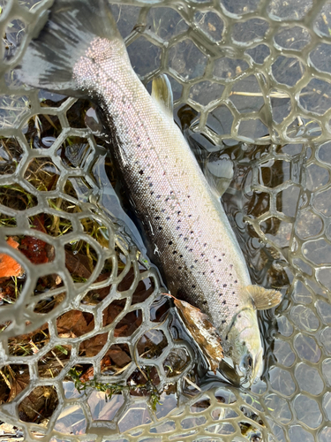 ブラウントラウトの釣果