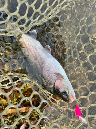 ニジマスの釣果