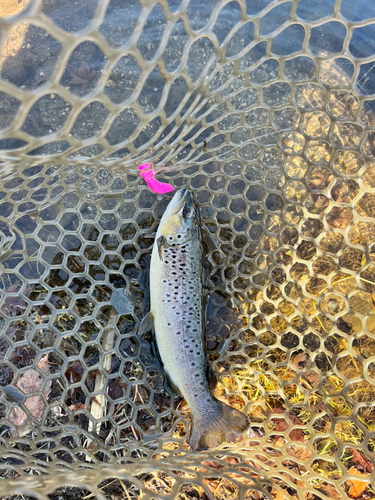 ブラウントラウトの釣果