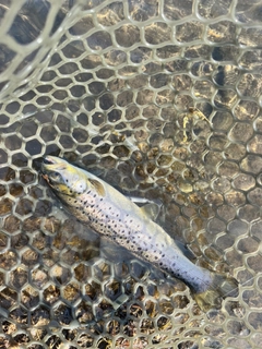 ブラウントラウトの釣果