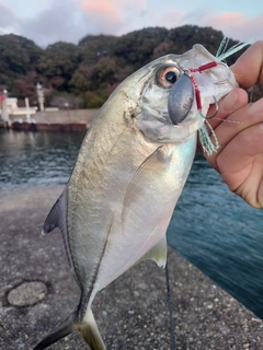 メッキの釣果