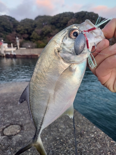 浦戸湾