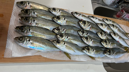 アジの釣果