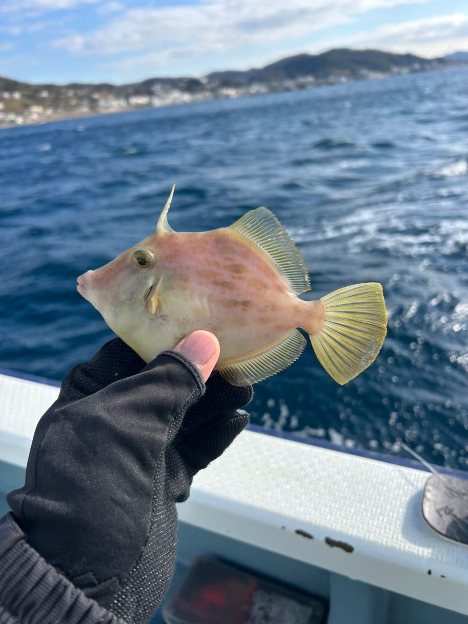 きンちゃンさんの釣果 1枚目の画像