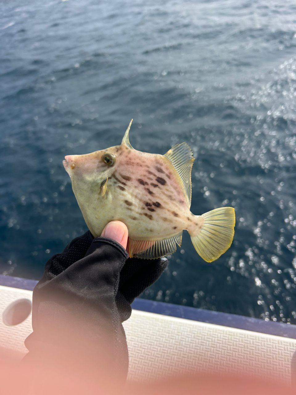 きンちゃンさんの釣果 2枚目の画像