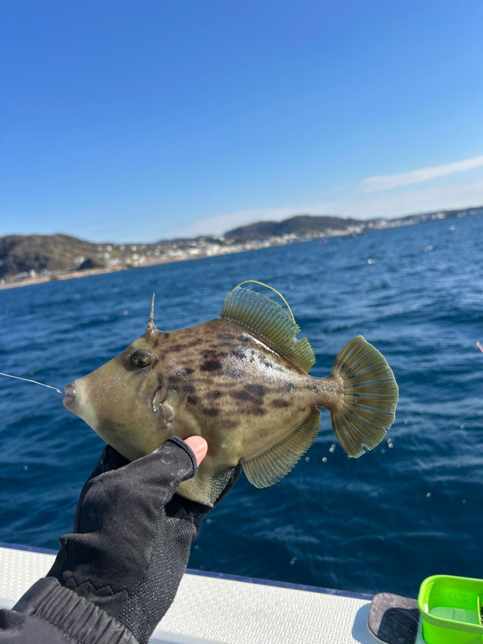 きンちゃンさんの釣果 3枚目の画像