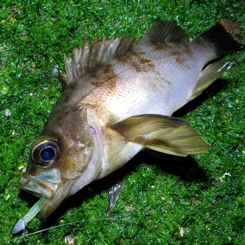 メバルの釣果