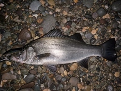 ヒラスズキの釣果