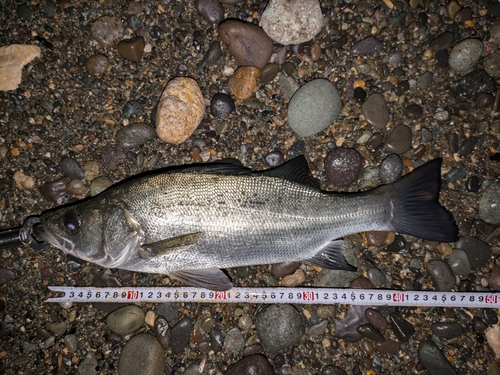 ヒラスズキの釣果