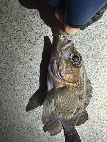 メバルの釣果