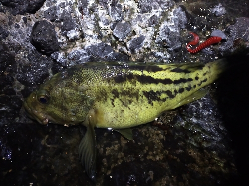 ソイの釣果