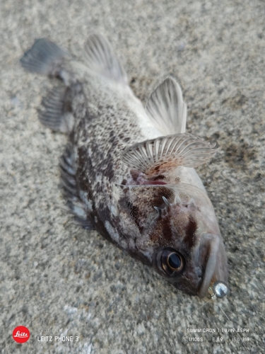 クロソイの釣果