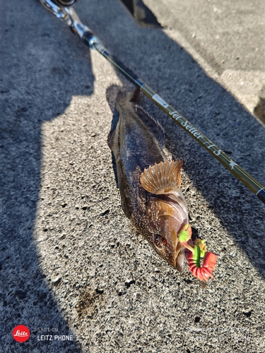 アイナメの釣果