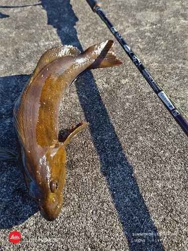 アイナメの釣果