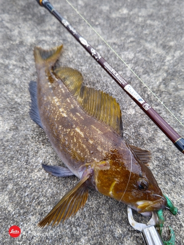 アイナメの釣果