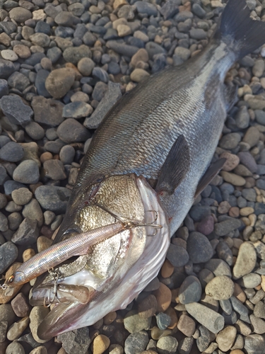 ヒラスズキの釣果