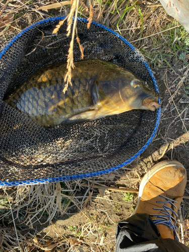 コイの釣果