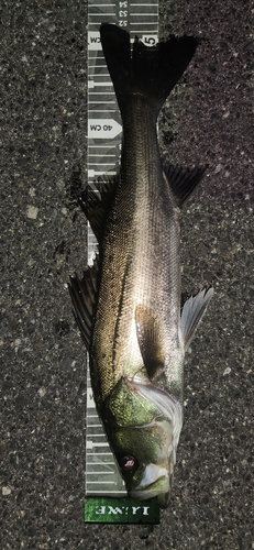 シーバスの釣果