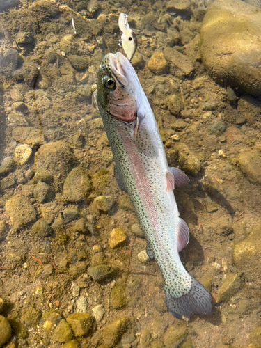 ニジマスの釣果