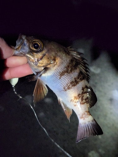 シロメバルの釣果