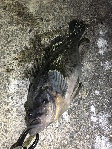 クロソイの釣果