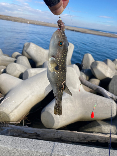 フグの釣果