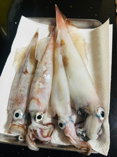 ヤリイカの釣果