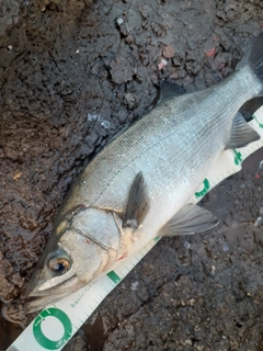 ヒラスズキの釣果