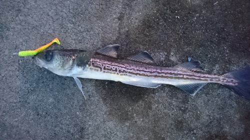 スケトウダラの釣果