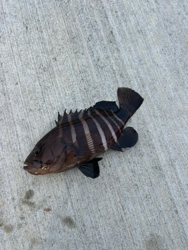 マハタの釣果