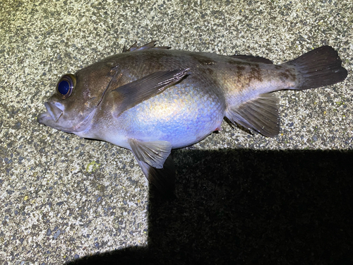 メバルの釣果