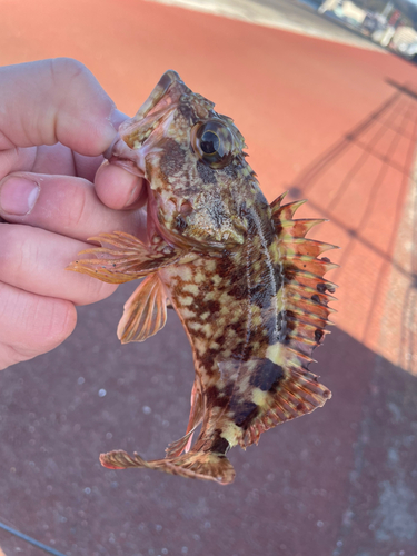 アラカブの釣果