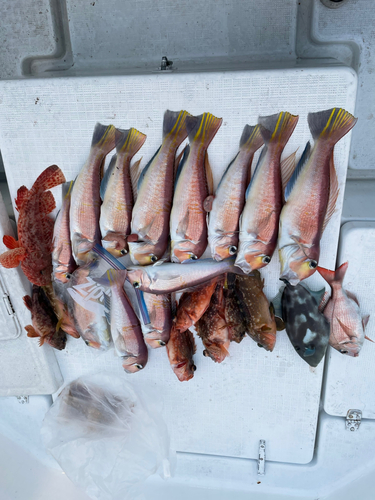 アマダイの釣果